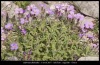 Aubrieta-deltoidea3