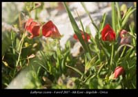 Lathyrus-cicera