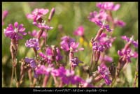 Silene-colorata