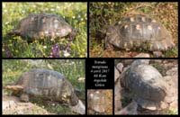 Testudo-marginata