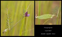 Vicia-perigrina