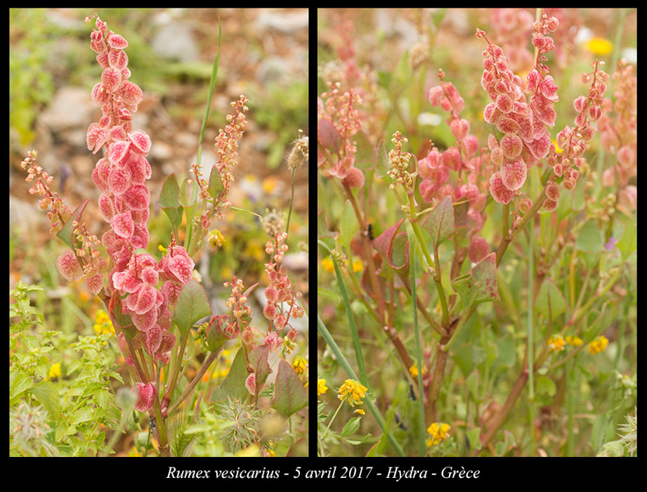 Rumex-vesicarius