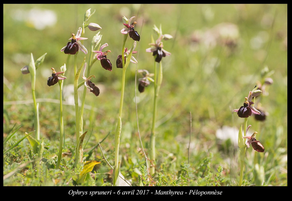 Ophrys-spruneri4