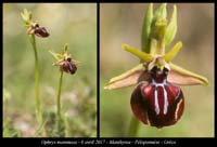 Ophrys-mammosa