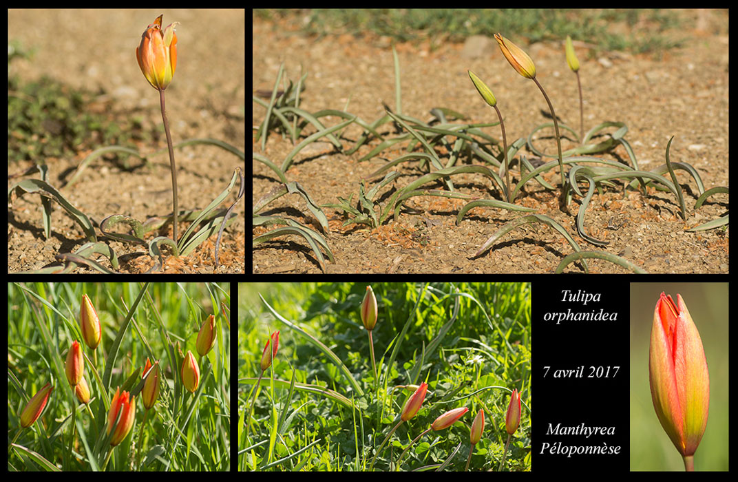 Tulipa-orphanidea