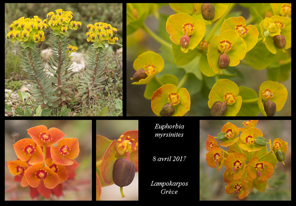 Euphorbia-myrsinites