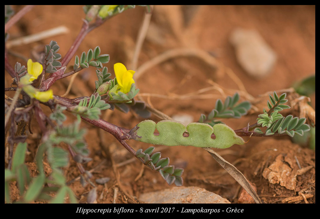 Hippocrepis-biflora