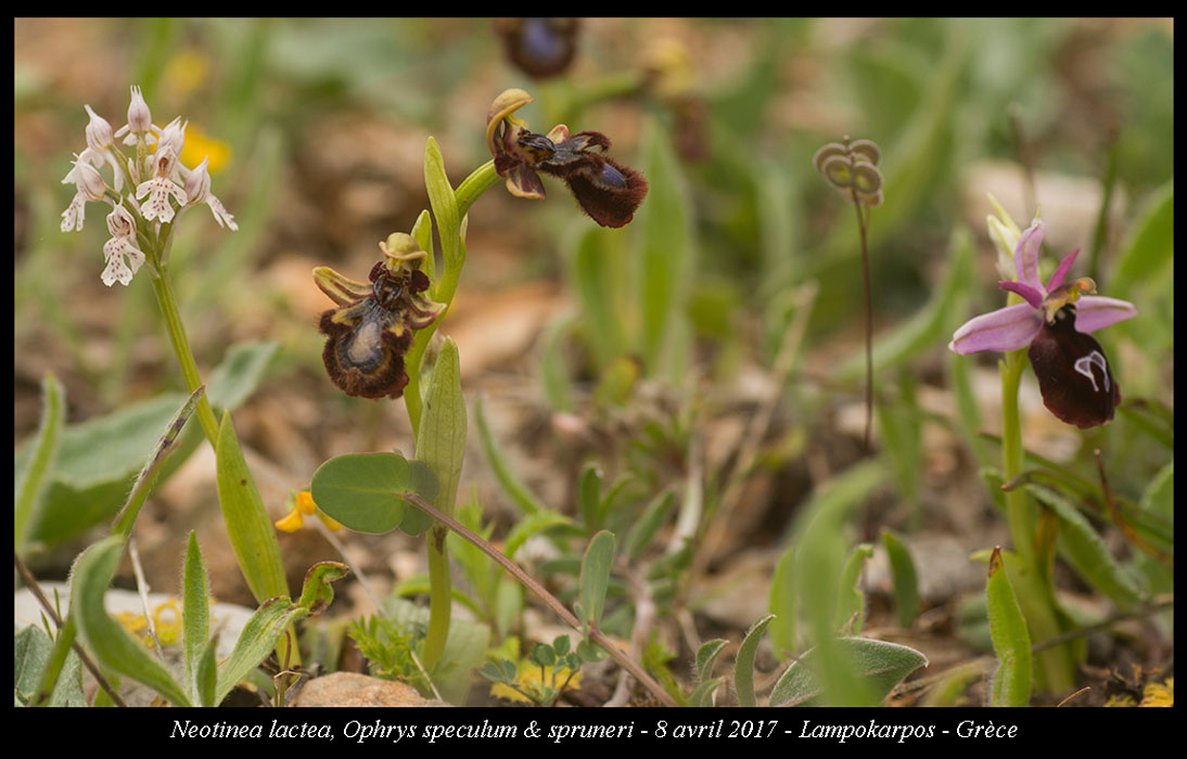 Neotinea-lactea-Ophrys-speculum-&-spruneri
