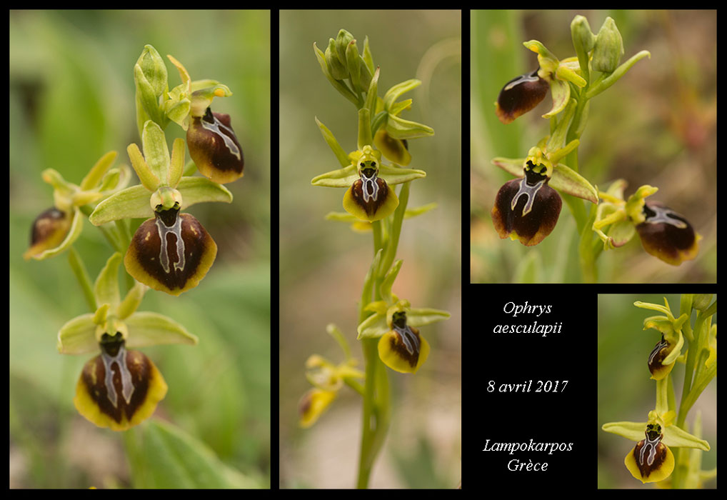 Ophrys-aesculapii