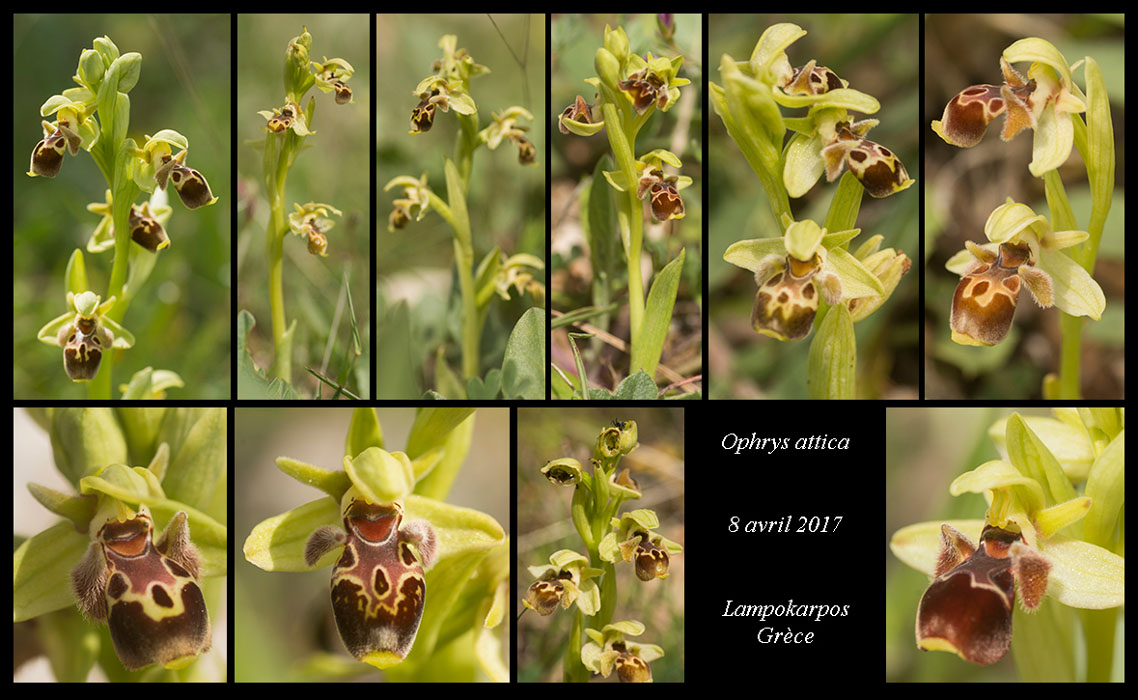 Ophrys-attica
