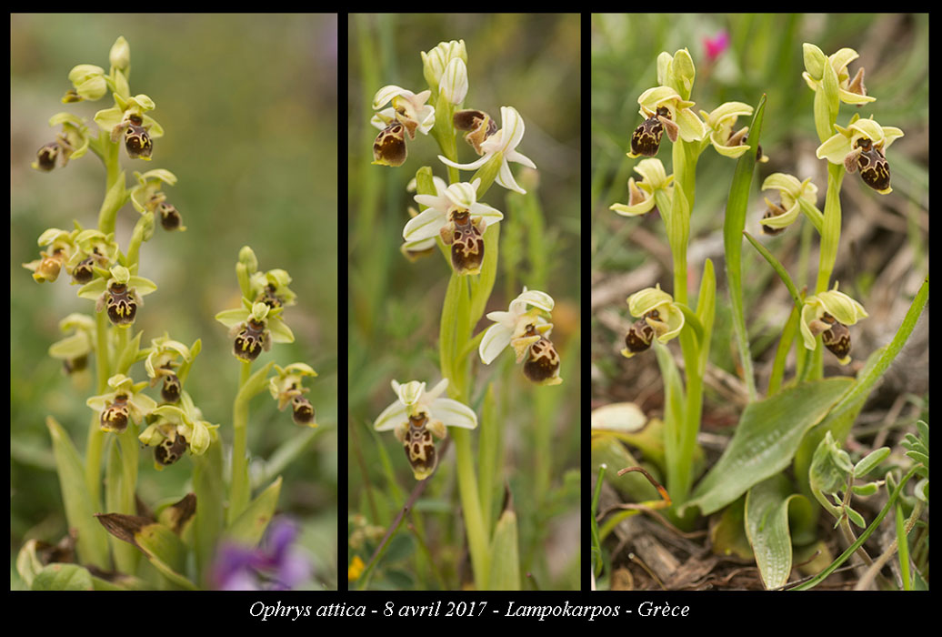 Ophrys-attica2