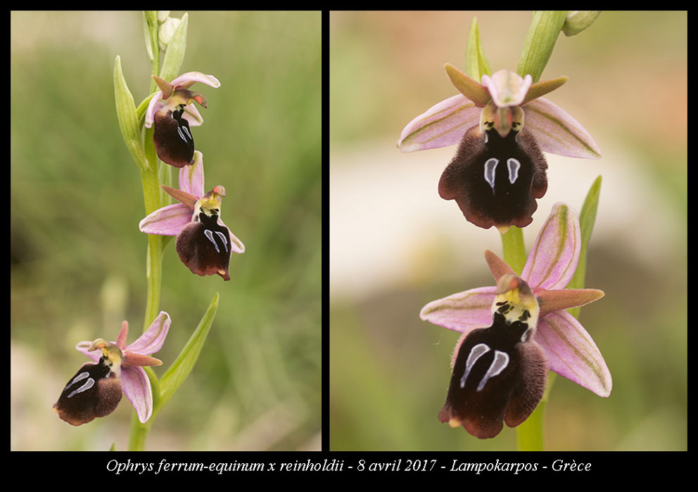 Ophrys-ferrum-equinum-x-reinholdii