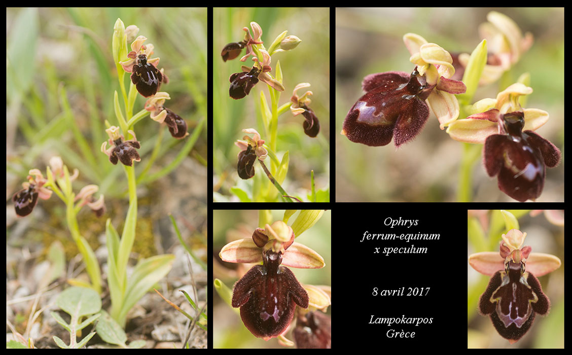 Ophrys-ferrum-equinum-x-speculum3