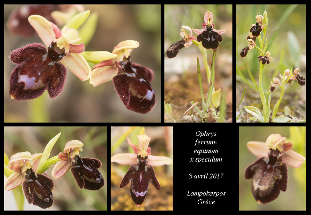 Ophrys-ferrum-equinum-x-speculum4