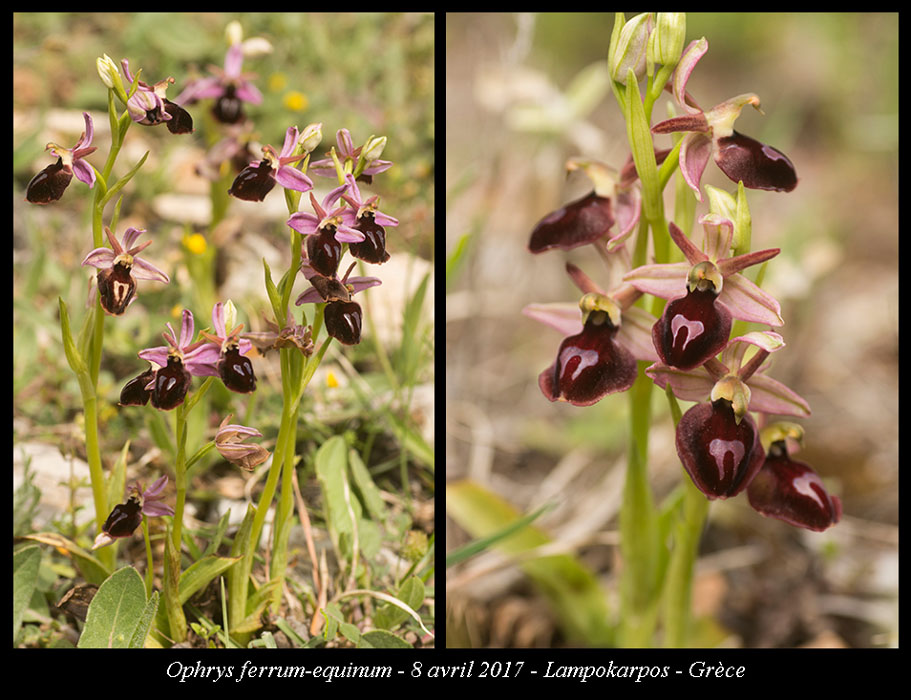 Ophrys-ferrum-equinum3