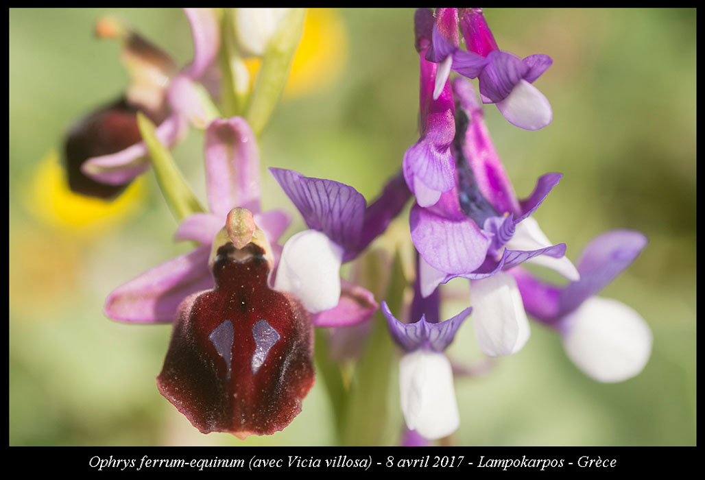 Ophrys-ferrum-equinum4