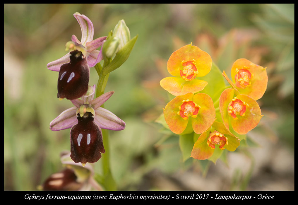 Ophrys-ferrum-equinum5