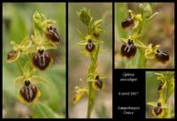 Ophrys-aesculapii