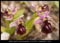 Ophrys-argolica-x-ferrum-equinum
