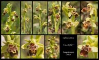 Ophrys-attica