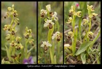 Ophrys-attica2