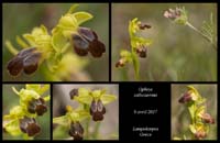 Ophrys-calocaerina