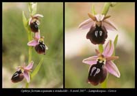 Ophrys-ferrum-equinum-x-reinholdii
