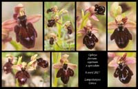 Ophrys-ferrum-equinum-x-speculum