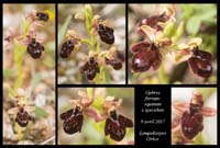 Ophrys-ferrum-equinum-x-speculum2