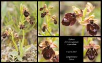Ophrys-ferrum-equinum-x-speculum3