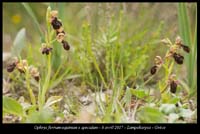 Ophrys-ferrum-equinum-x-speculum5