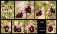 Ophrys-ferrum-equinum
