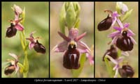 Ophrys-ferrum-equinum2