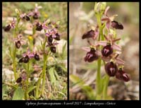 Ophrys-ferrum-equinum3