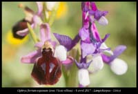 Ophrys-ferrum-equinum4