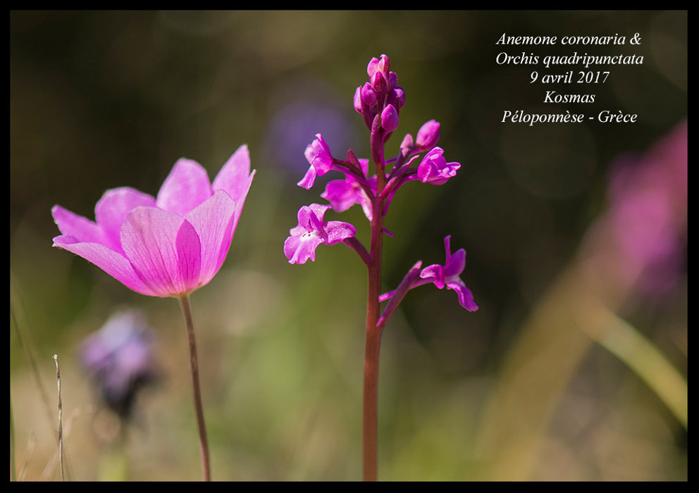 Anemone-coronaria-&-Orchis-quadripunctata