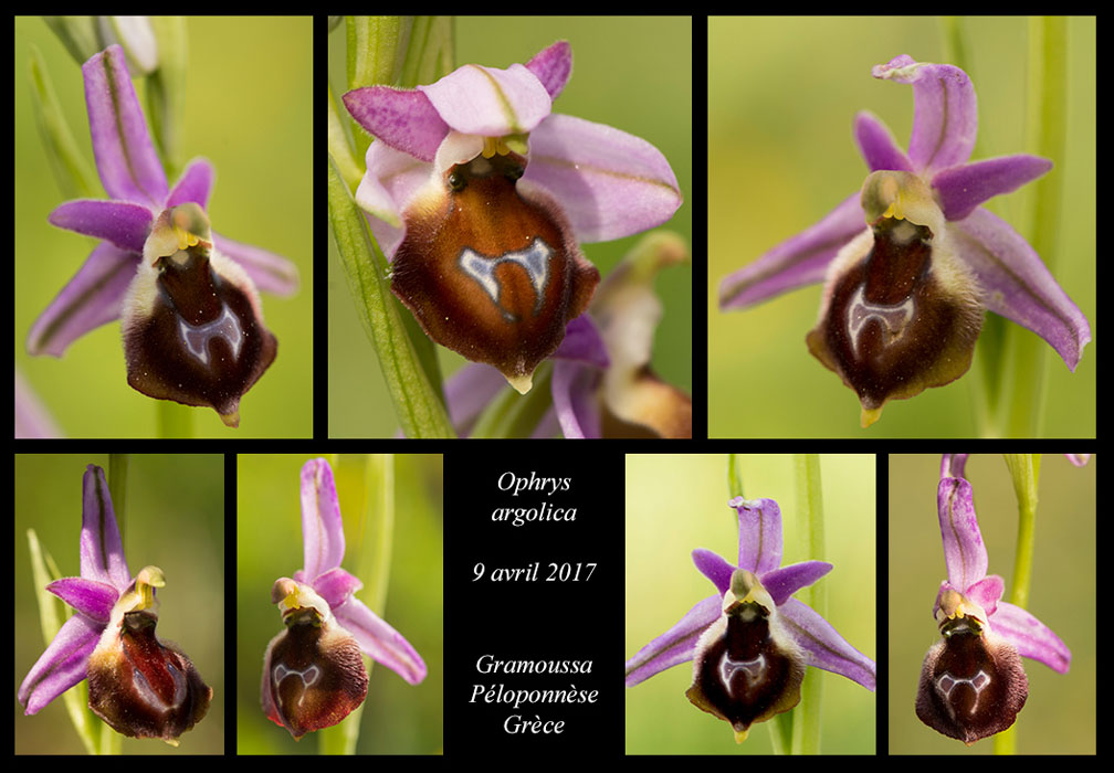 Ophrys-argolica5