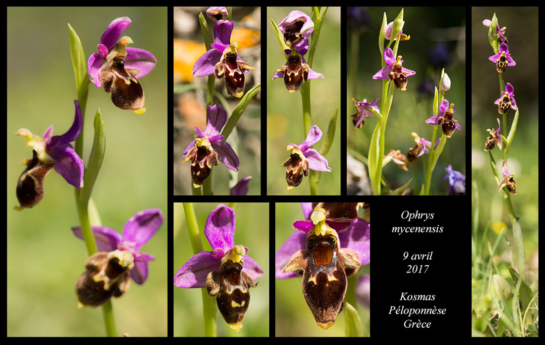 Ophrys-mycenensis4