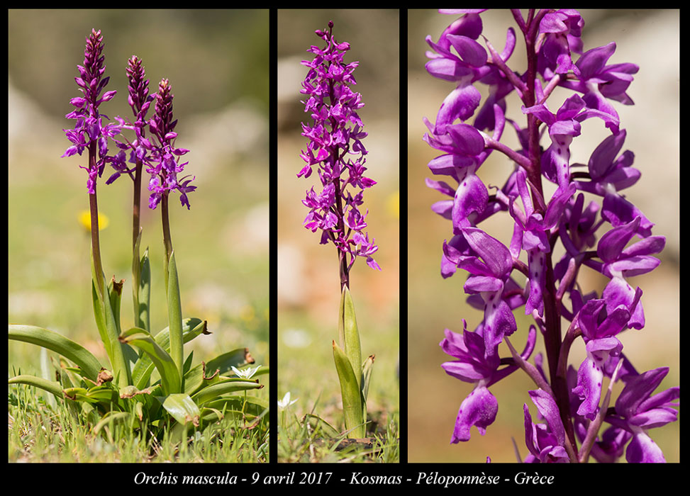 Orchis-mascula