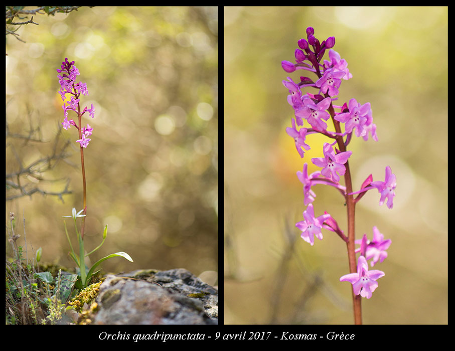 Orchis-quadripunctata