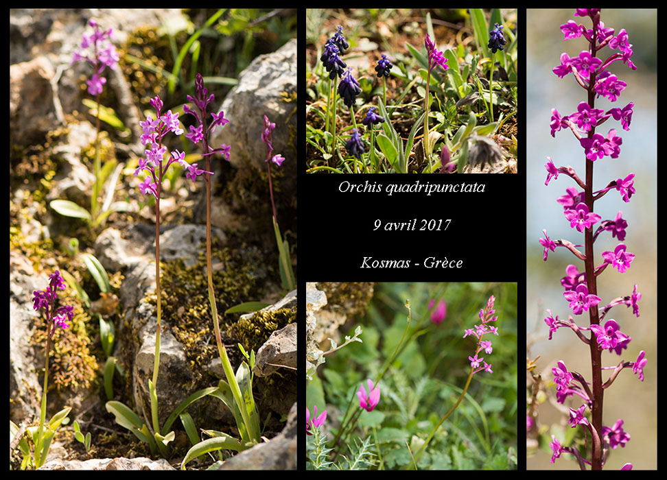 Orchis-quadripunctata3