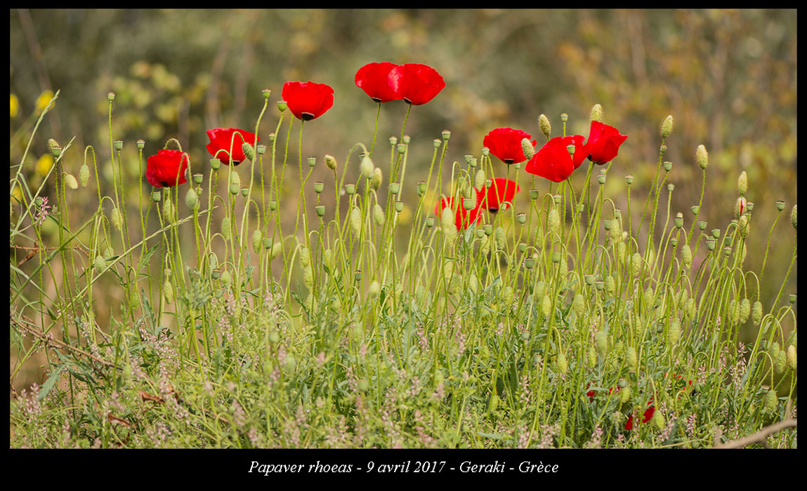 Papaver-rhoeas