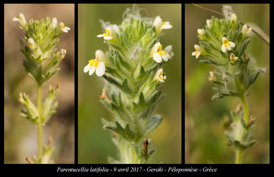Parentucellia-latifolia