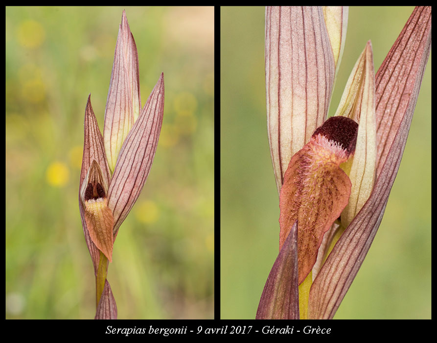 Serapias-bergonii