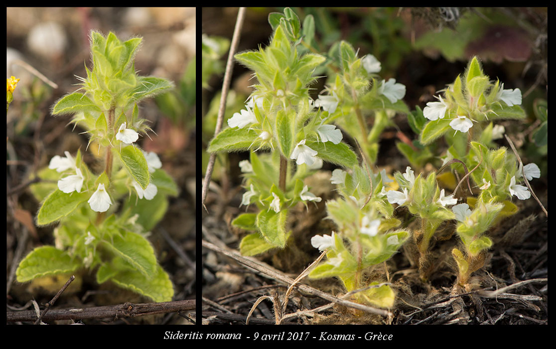 Sideritis-romana
