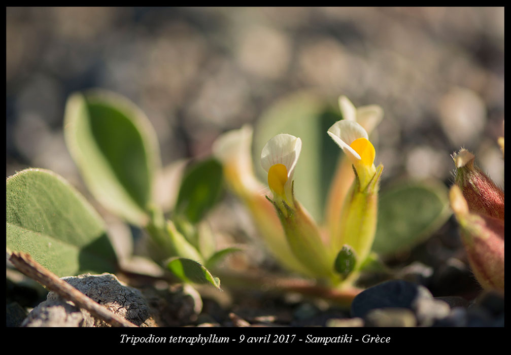 Tripodion-tetraphyllum
