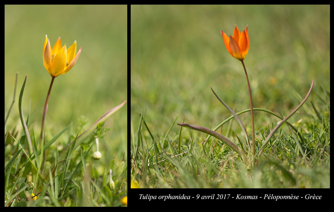 Tulipa-orphanidea2