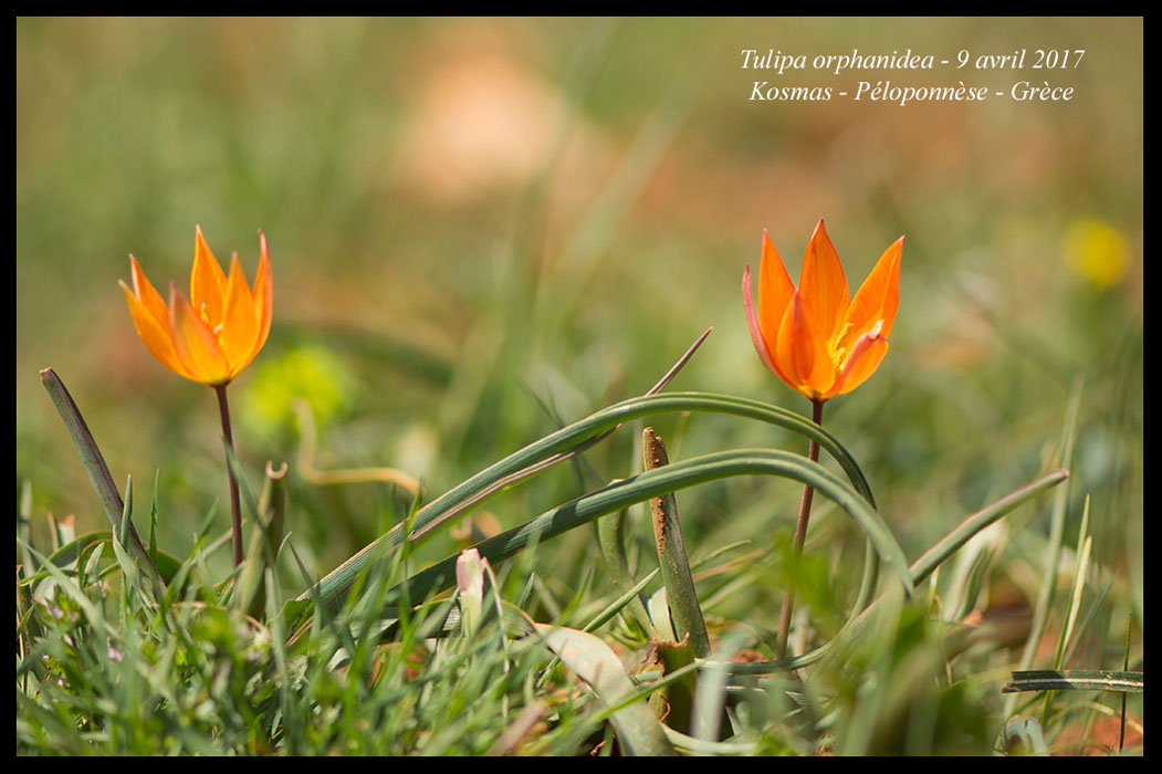Tulipa-orphanidea4