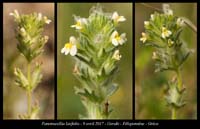 Parentucellia-latifolia