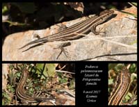 Podarcis-peloponnesiacum